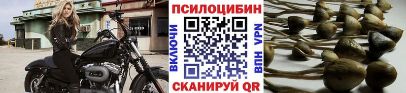 Купить  Мезень  Псилоцибиновые грибы мицелий 